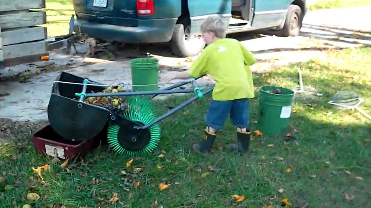 Best Way to Pick Up Walnuts in Yard