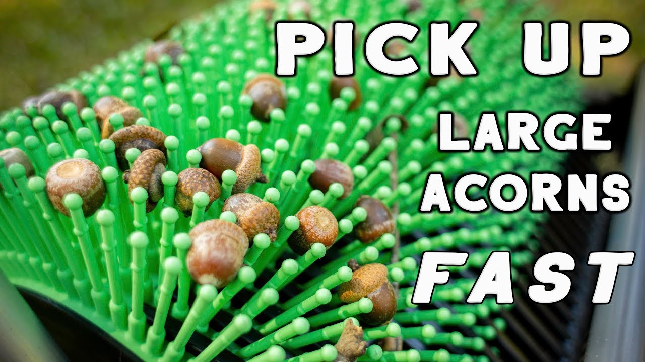 Best Tool to Pick Up Acorns